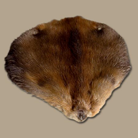 Beaver pelt